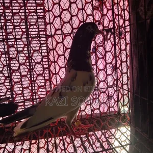 1 piece Saki Teddy female pigeon for sale