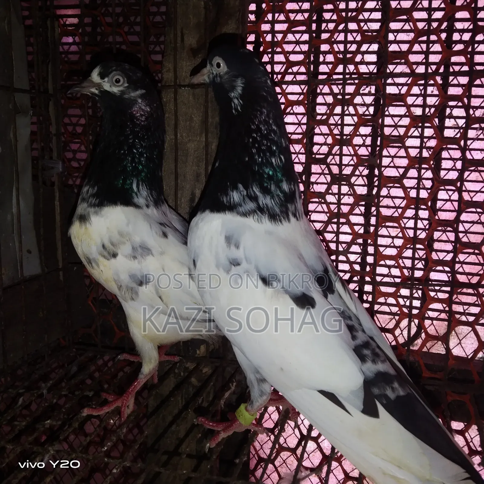 1 piece Saki Teddy female pigeon for sale