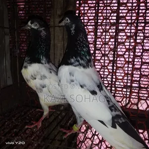 1 piece Saki Teddy female pigeon for sale
