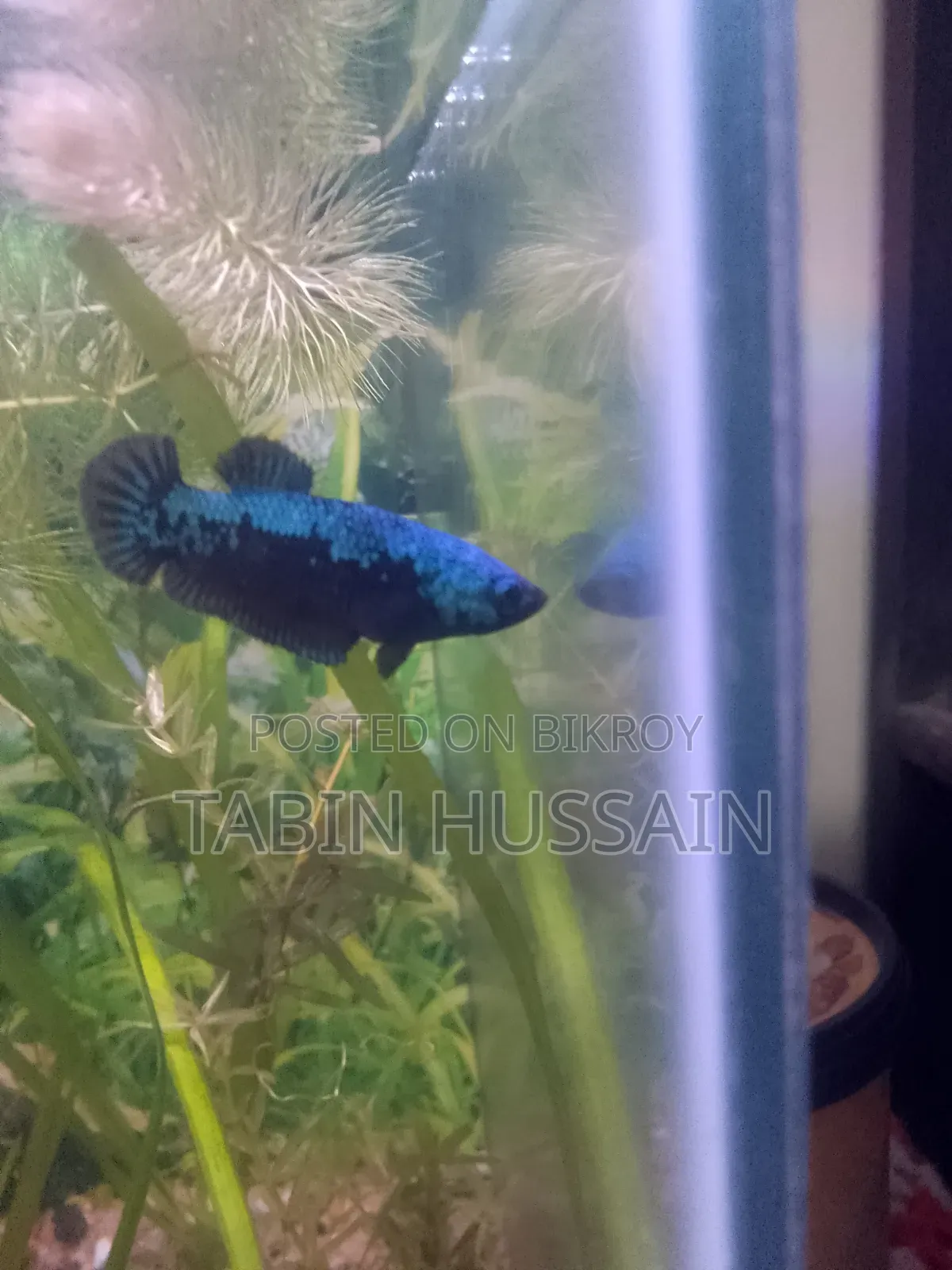 Blue Samurai Betta