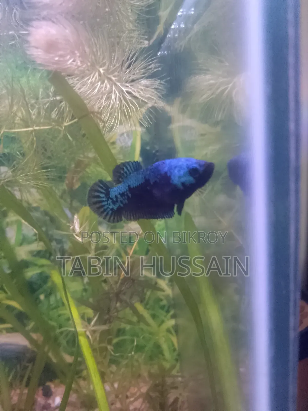 Blue Samurai Betta