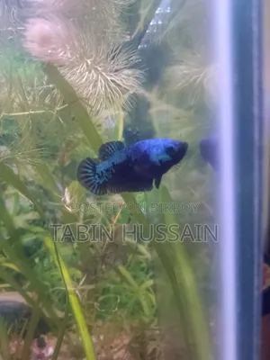 Blue Samurai Betta