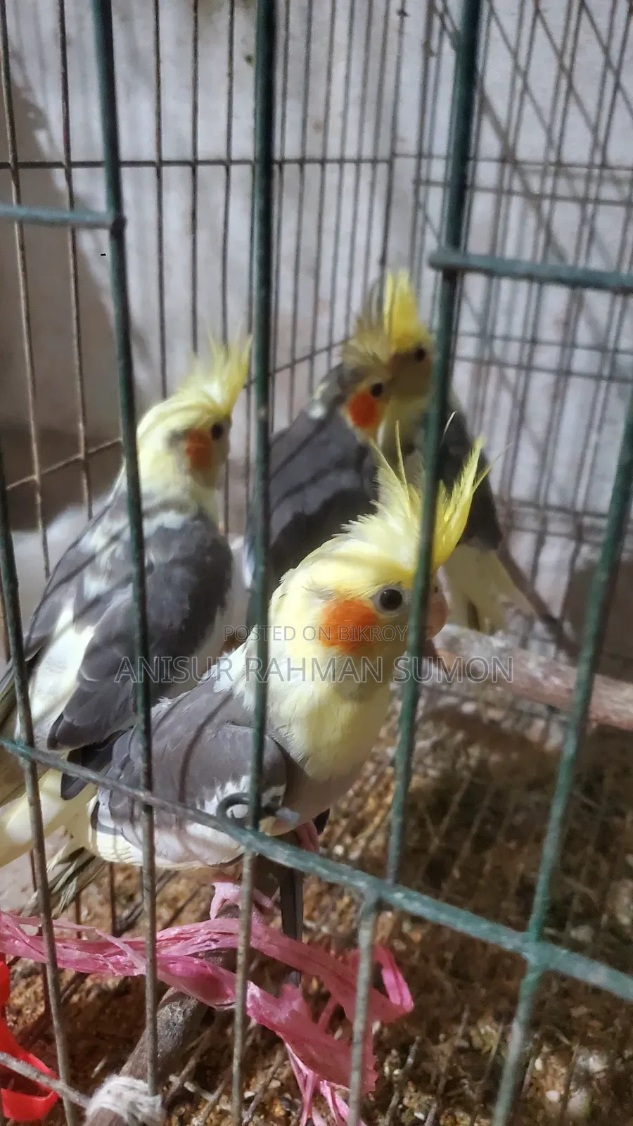 Cockatiel new adult for sale