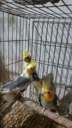 Cockatiel new adult for sale