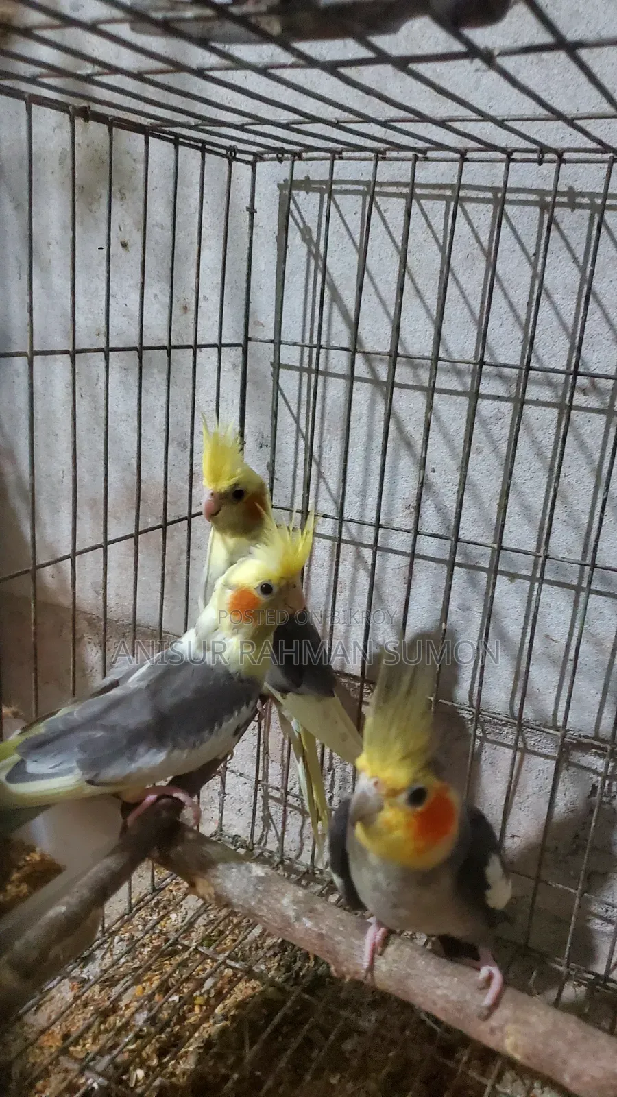 Cockatiel new adult for sale