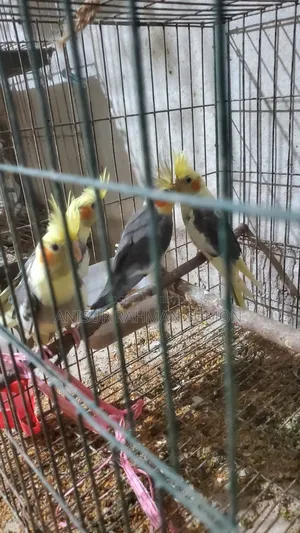 Cockatiel new adult for sale