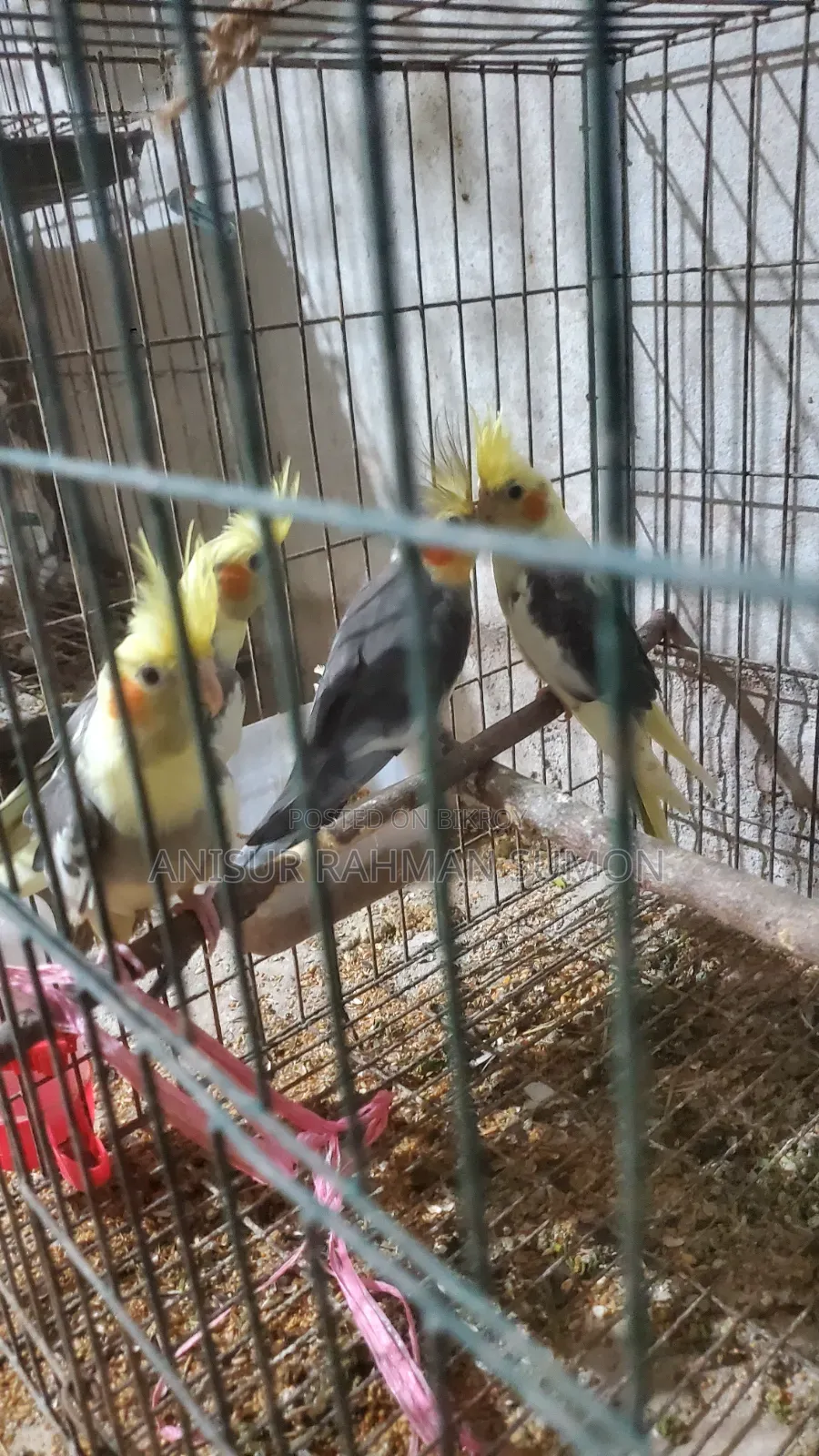 Cockatiel new adult for sale