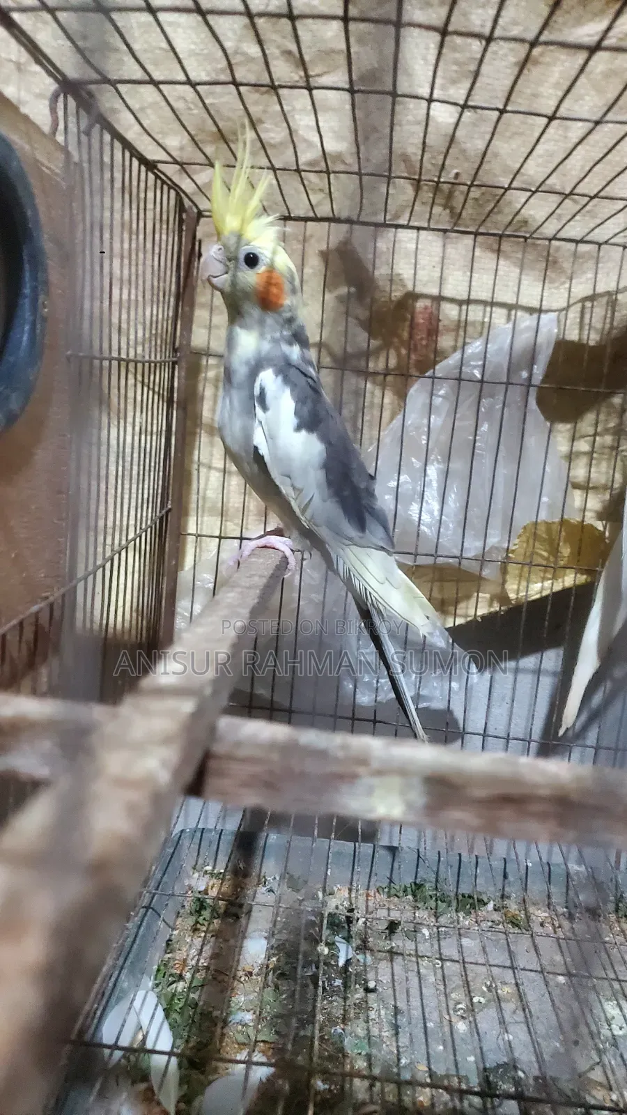 Cockatiel new adult for sale