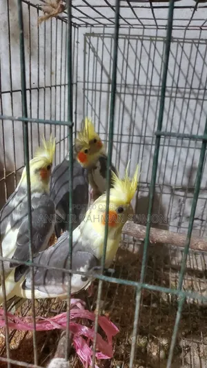 Cockatiel new adult for sale