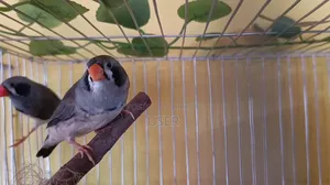 জেব্রা ফিঞ্চ