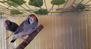 জেব্রা ফিঞ্চ