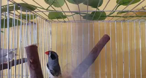 জেব্রা ফিঞ্চ