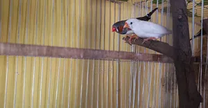 জেব্রা ফিঞ্চ