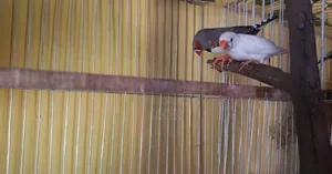 জেব্রা ফিঞ্চ