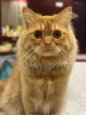 1+ Year Male Purebred Persian