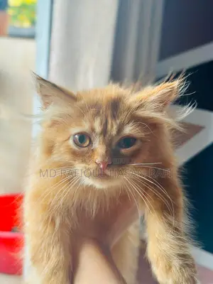 1+ Year Male Purebred Persian