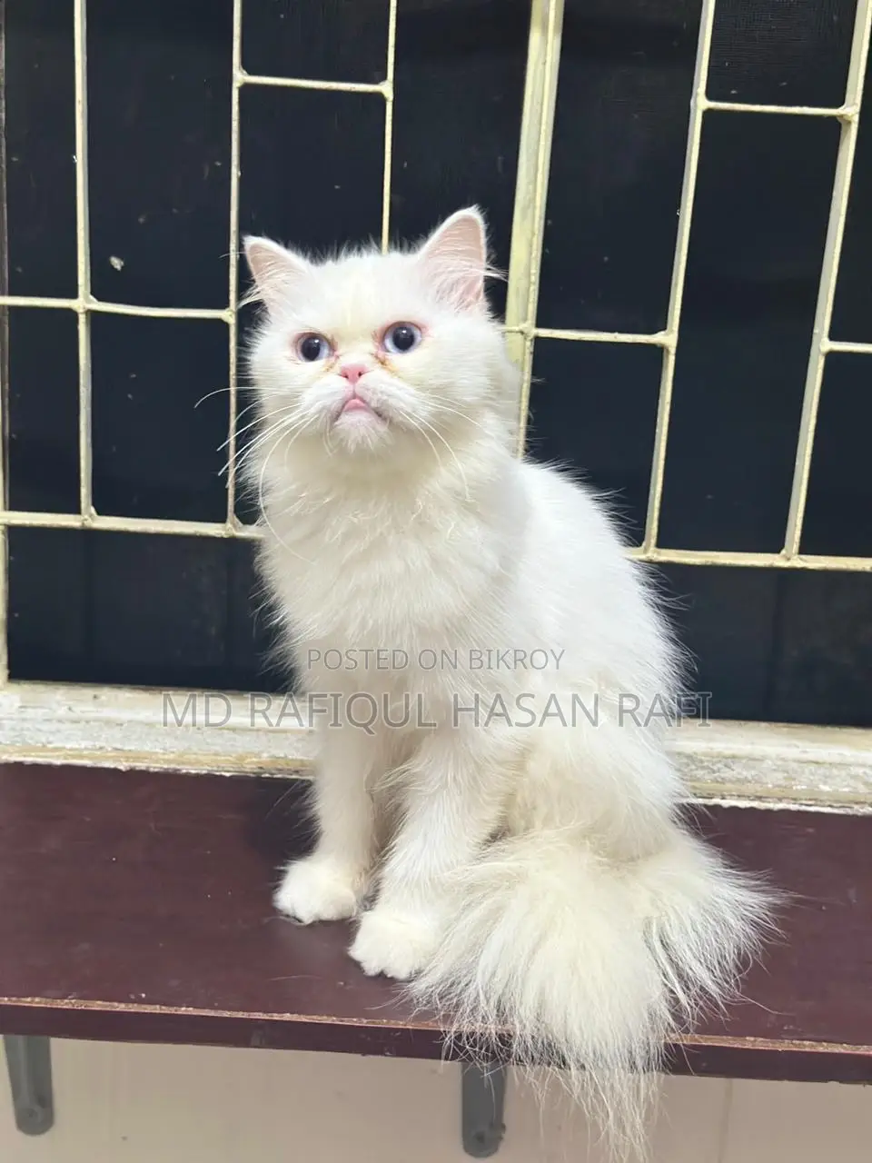 1+ Year Male Purebred Persian