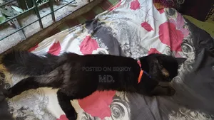 1+ Year Male Purebred Cat