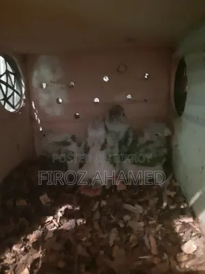 Conure bird chick