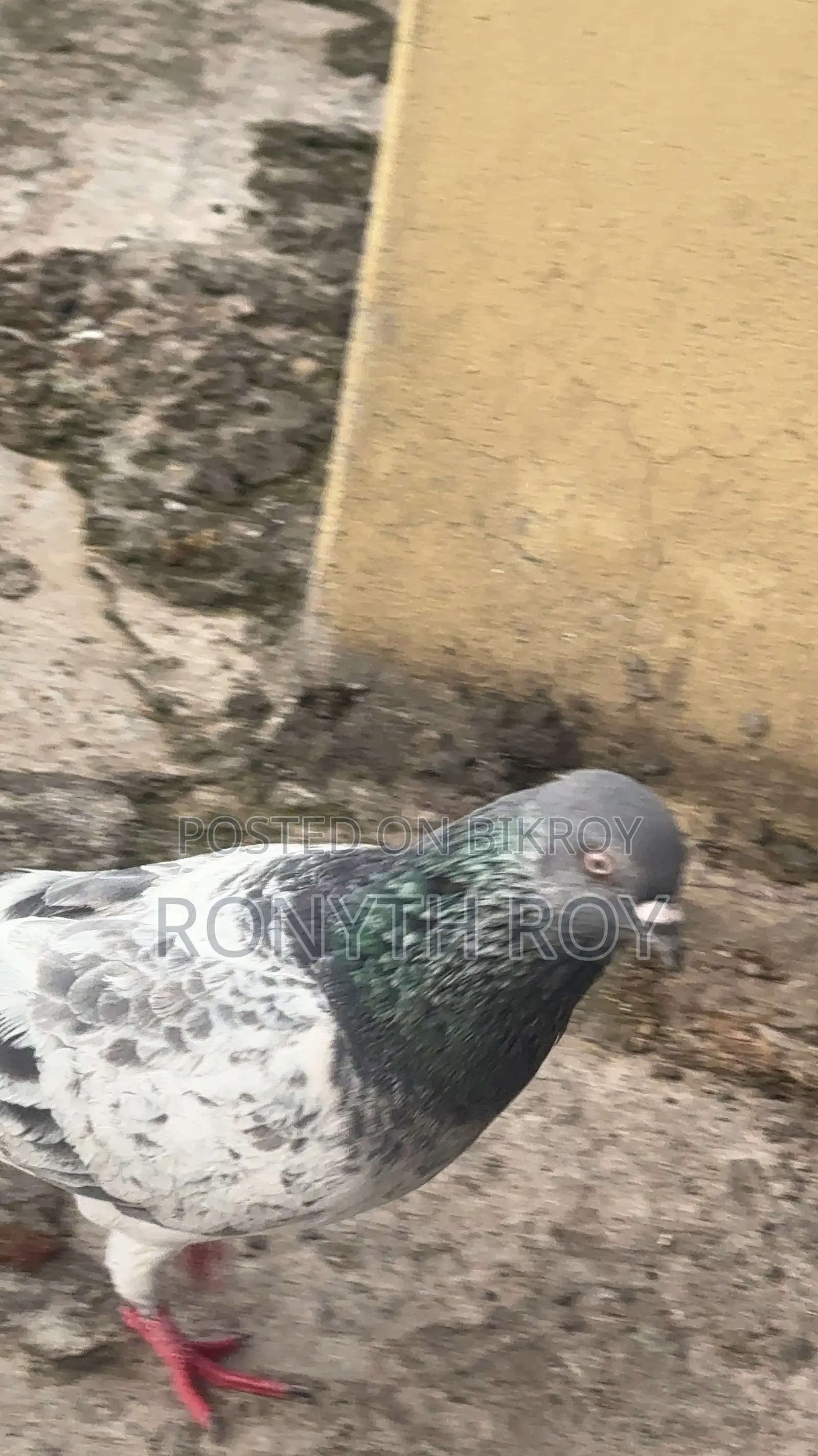 Running Pigeon