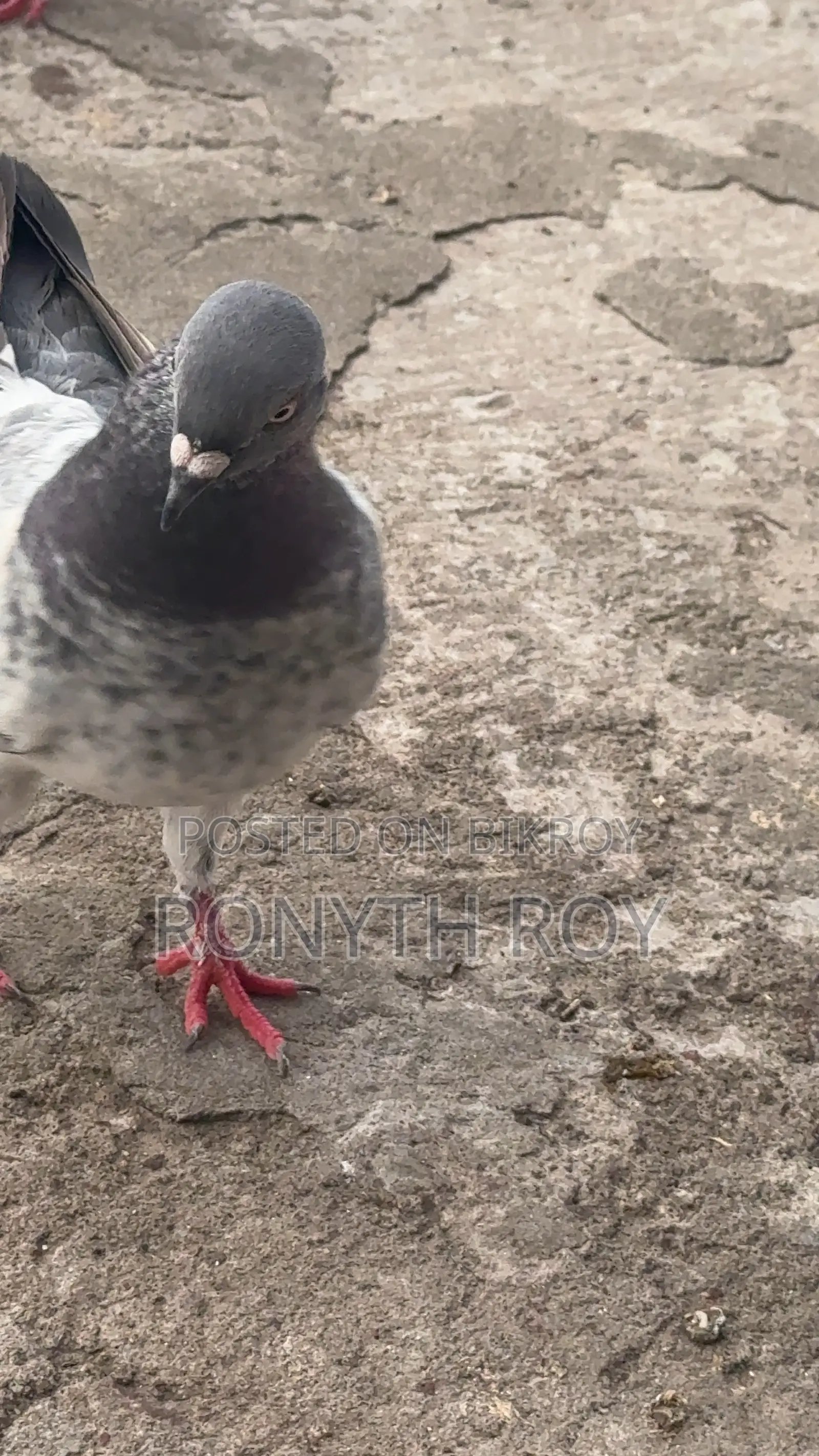 Running Pigeon
