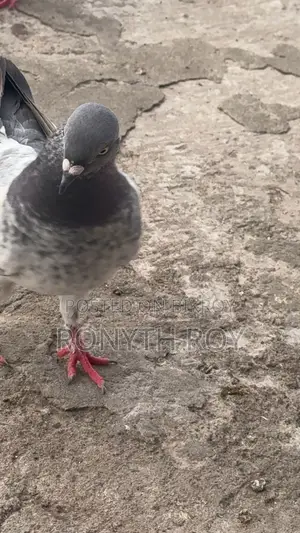 Running Pigeon