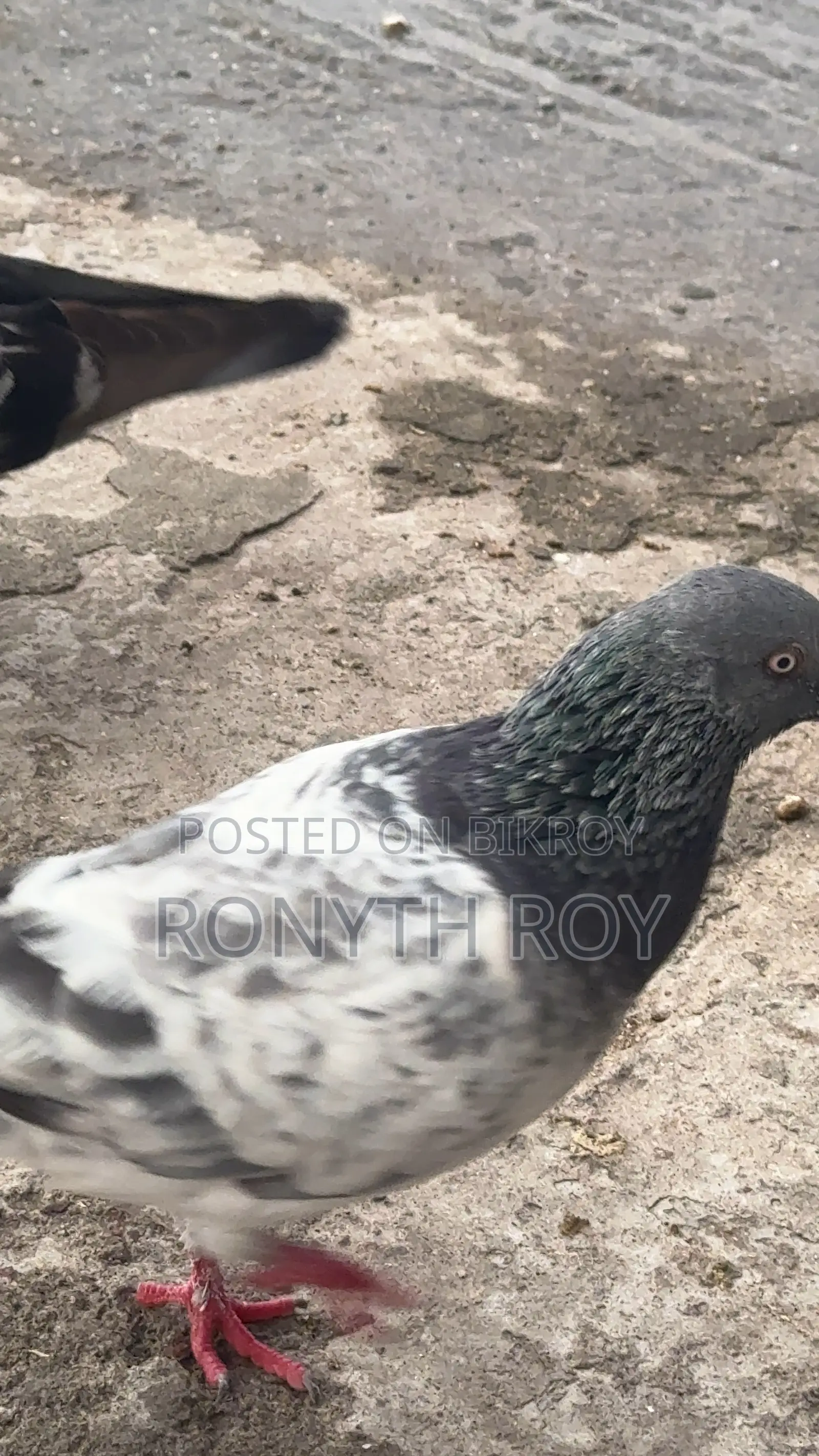 Running Pigeon