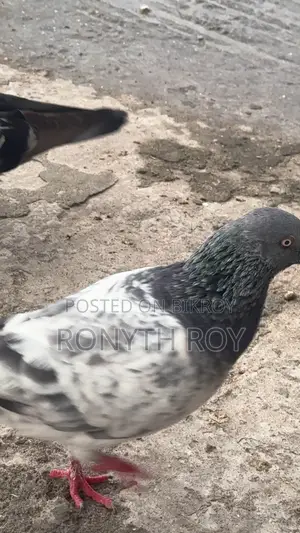 Running Pigeon