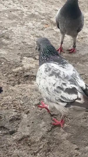 Running Pigeon