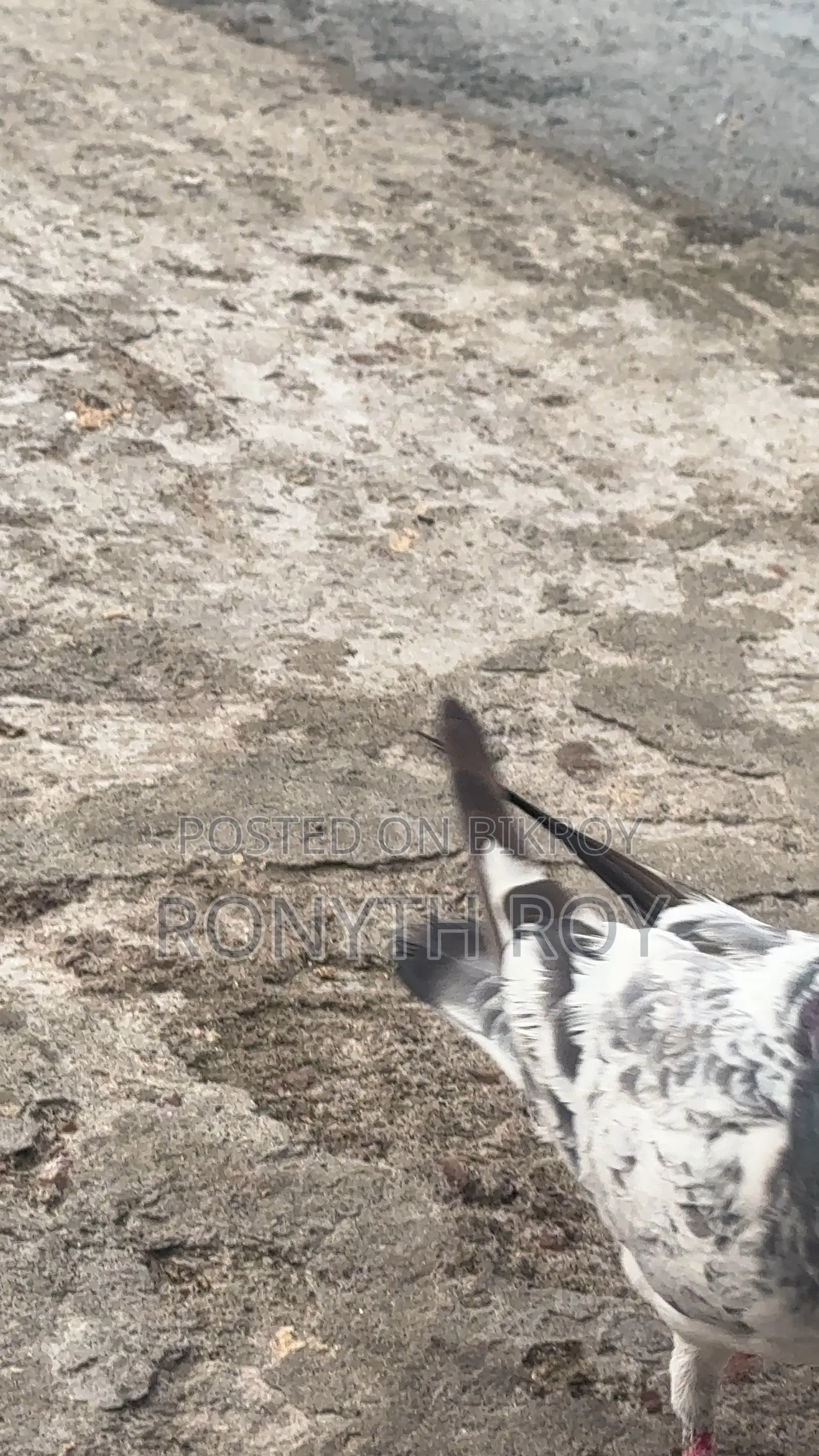 Running Pigeon