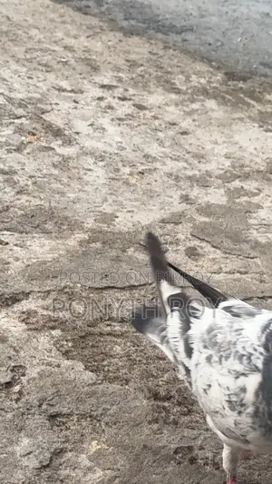 Running Pigeon