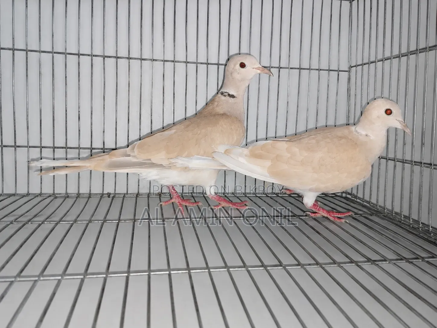 Australian Dove Ghughu/ অস্ট্রেলীয় ডাভ ঘুঘু পাখি প্রাপ্ত বয়স্ক