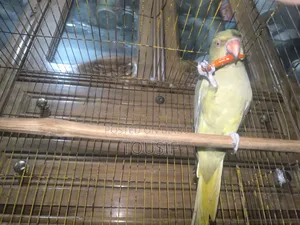 এই পাখি বিক্রয় করা হবে