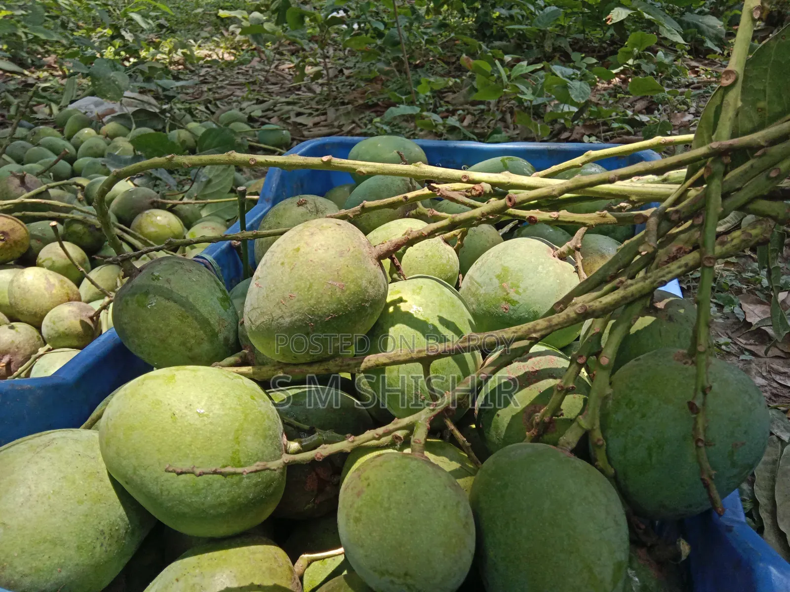 Mango (আম) Formalin Free