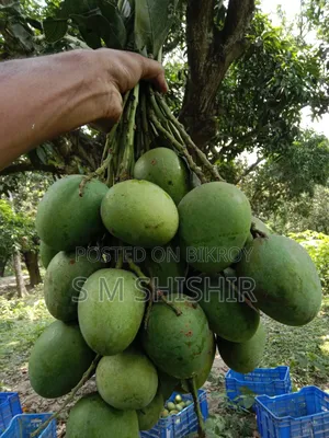 Mango (আম) Formalin Free
