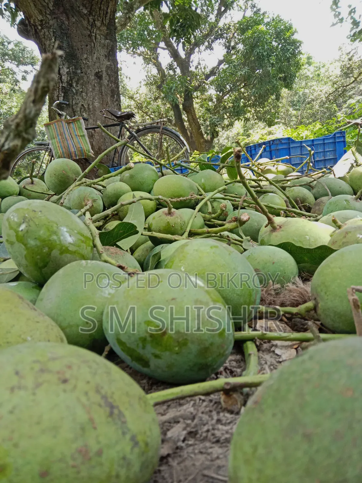 Mango (আম) Formalin Free
