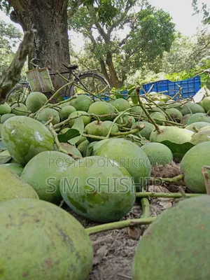 Mango (আম) Formalin Free
