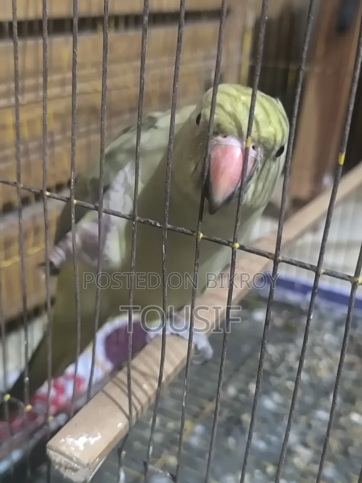 এই পাখি বিক্রয় করা হবে