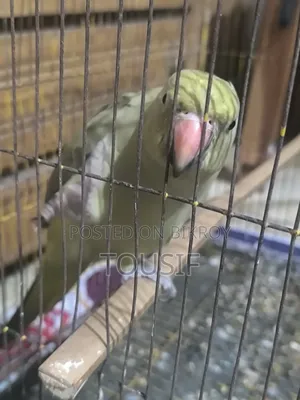 এই পাখি বিক্রয় করা হবে