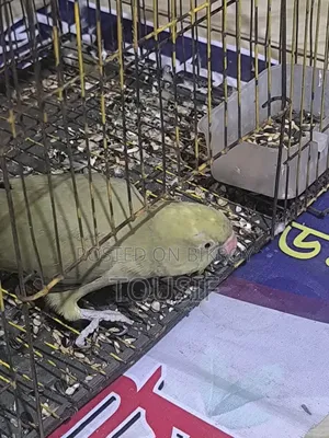 এই পাখি বিক্রয় করা হবে