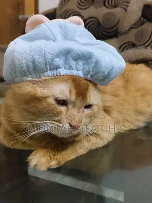 6-12 Months Female Mixed Breed Persian