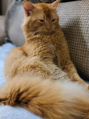 6-12 Months Female Mixed Breed Persian