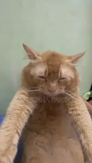 ৬-১২ মাস বয়সী ফিমেল মিক্সড ব্রিড পার্সিয়ান