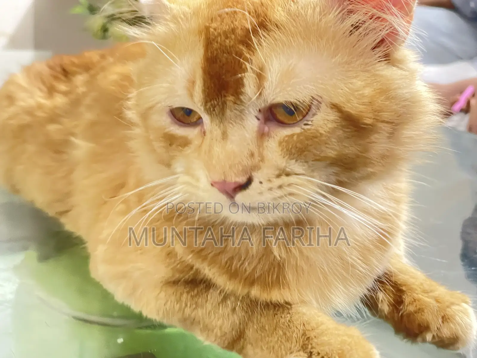 6-12 Months Female Mixed Breed Persian