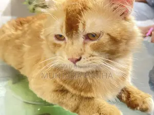 6-12 Months Female Mixed Breed Persian
