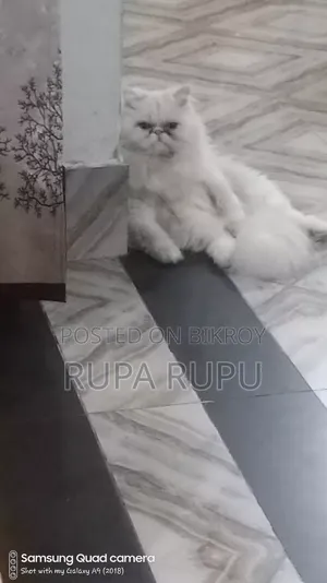 1+ Year Female Purebred Persian