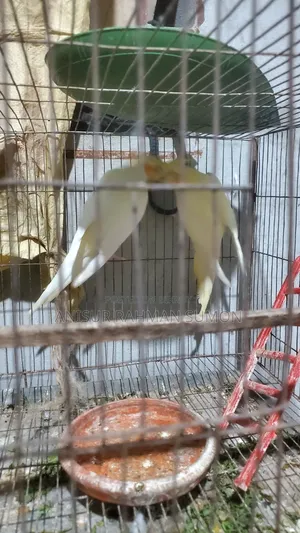 লুটিনো কোকাটেল সেল