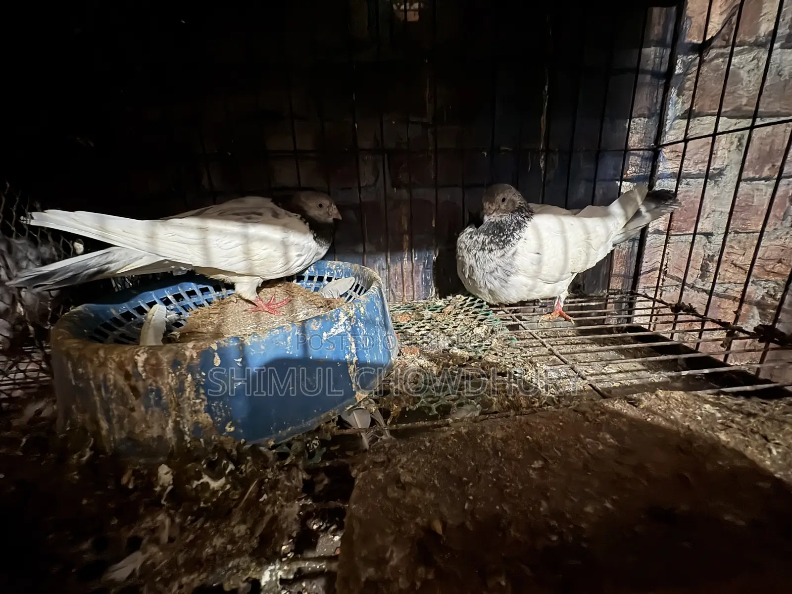 One pair of high-quality pigeons