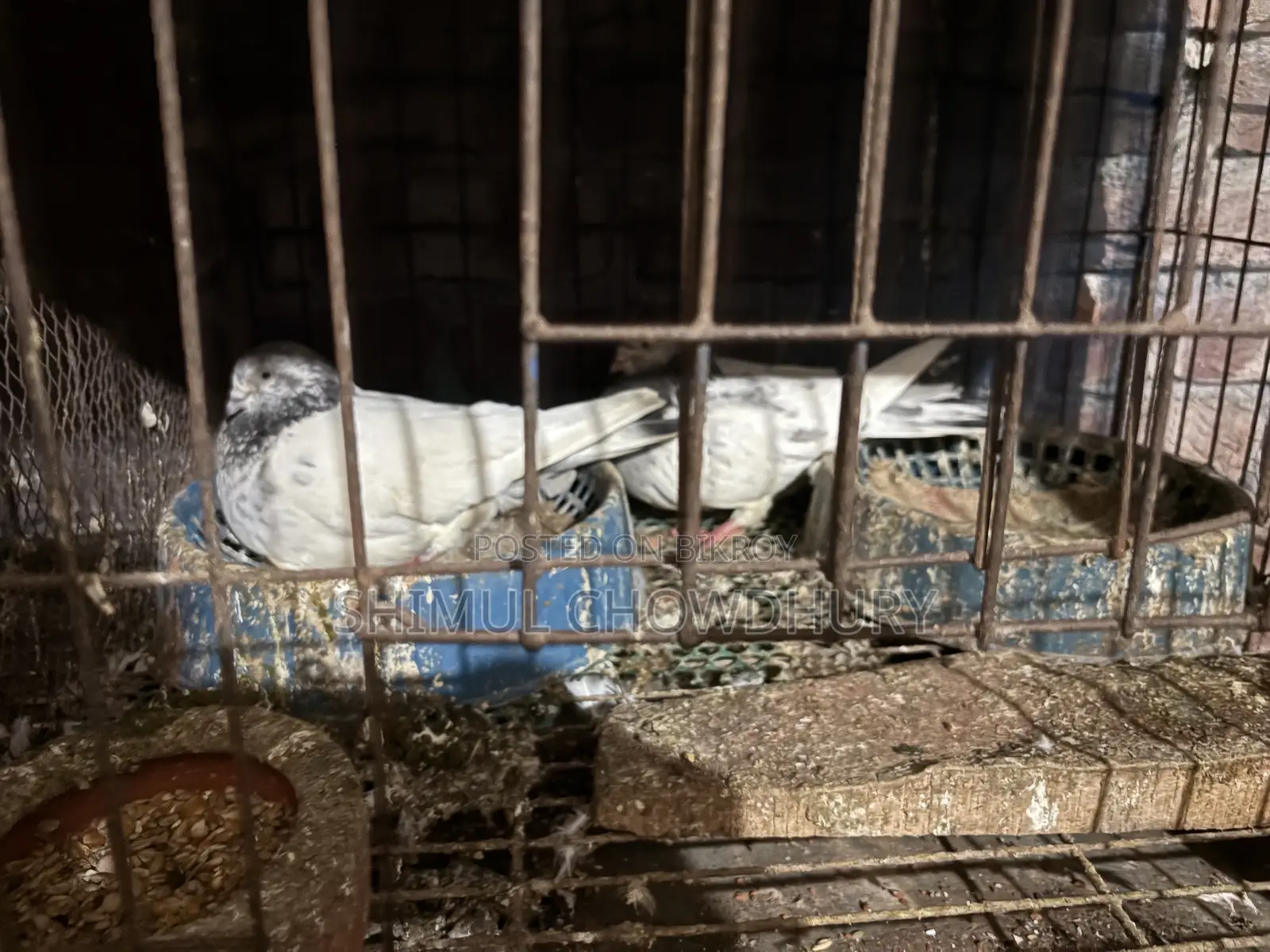 One pair of high-quality pigeons