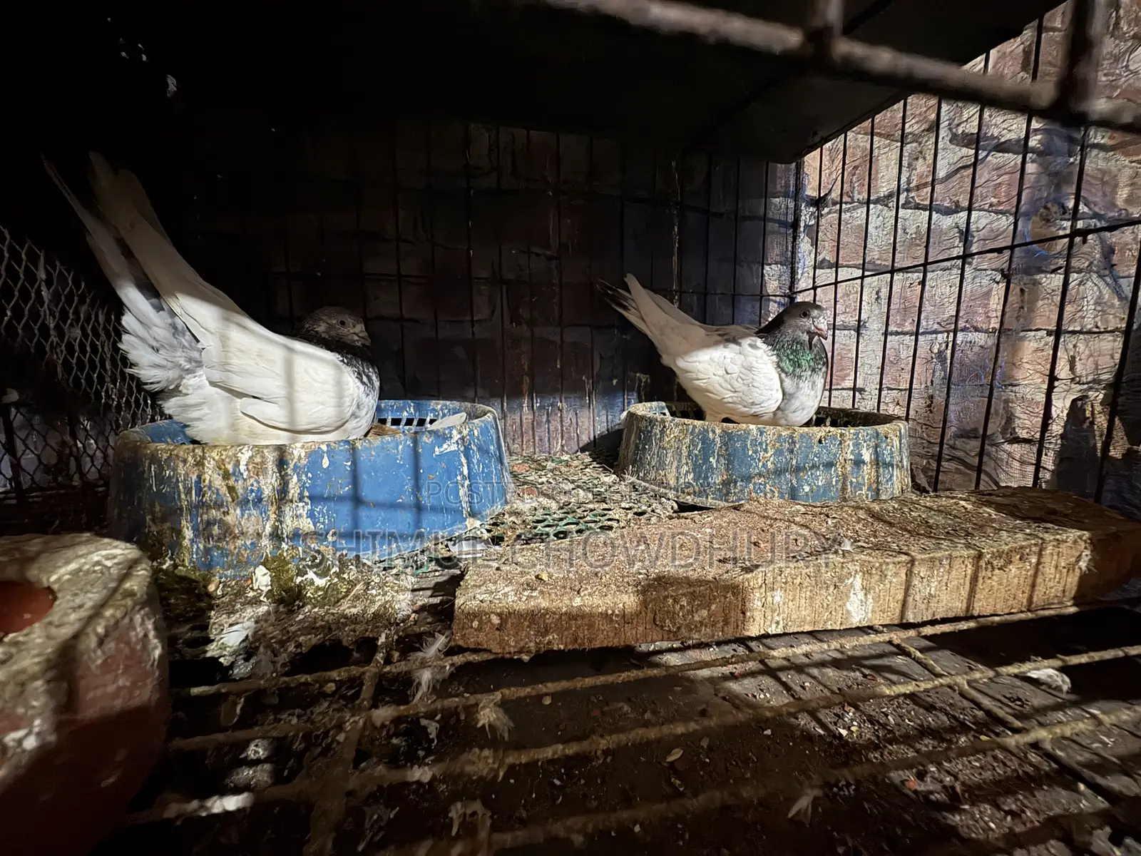 One pair of high-quality pigeons